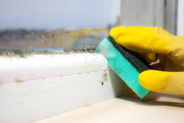 Best Commercial Mold Removal  in Flower Hill, NY